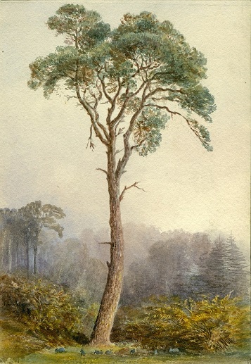 Painting, Pine Tree at Fort Belvedere, about 1890