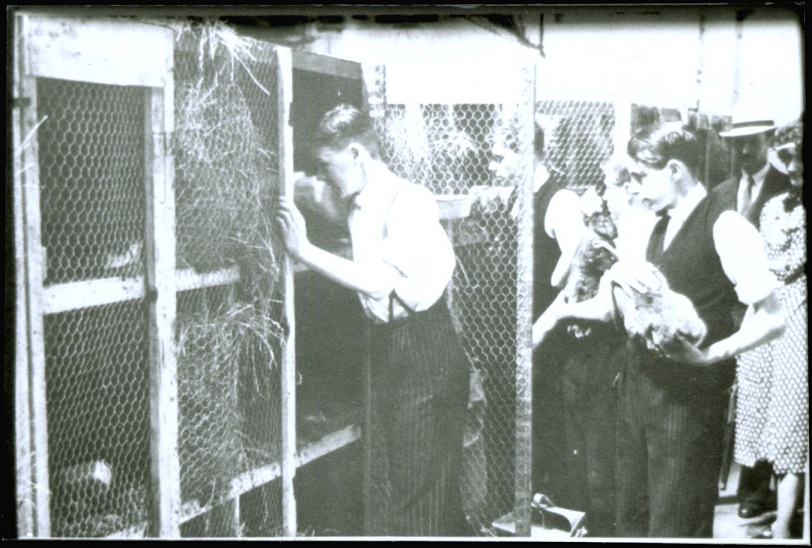 Photograph, Rabbit farming, between 1939-1945